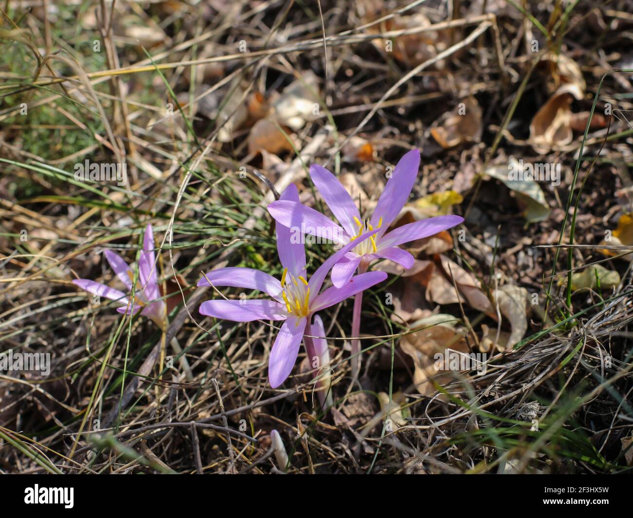 Blasse rosa Blüten von Sandsafran (lateinischer Name Colchicum arenarium) In Subotica Sand (Suboticka pescara) in der Vojvodina in Nordserbien Stockfoto