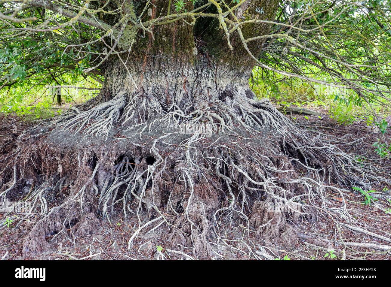 Freigelegte Baumwurzel Stockfoto