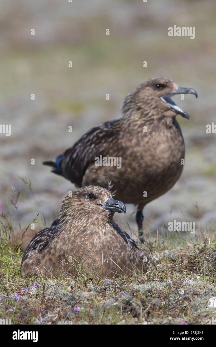 Große Skua (Stercorarius skua). Paar am Nest. Island Stockfoto