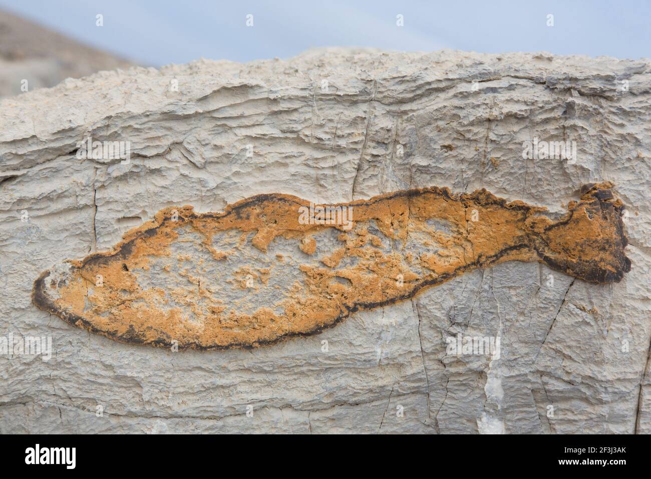Eisenimprägnierung in Form eines Fisches in einem Felsen, Kinnvika, Svalbard, Norwegen Stockfoto