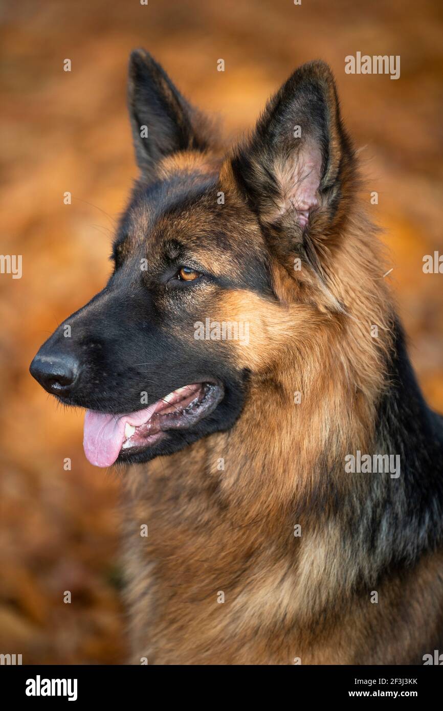 Langhaariger Deutscher Schäferhund. Porträt eines erwachsenen Hundes. Deutschland Stockfoto