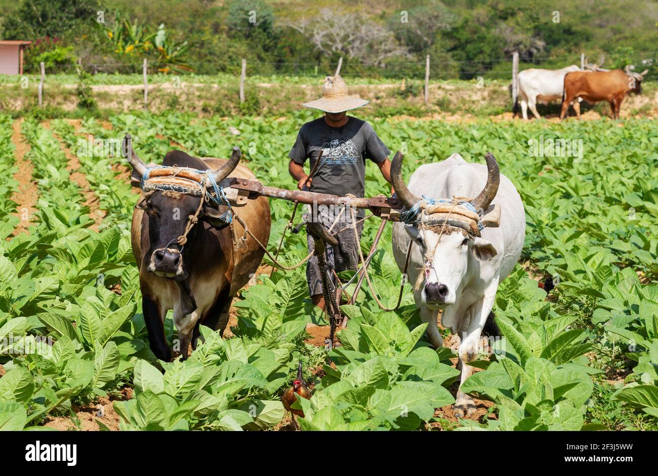 Gewöhnlicher Tabak (Nicotiana tabacum), traditionelle Landwirtschaft mit Ochsen auf einem Tabakfeld, Provinz Pinar del RÃ­o, Kuba Stockfoto