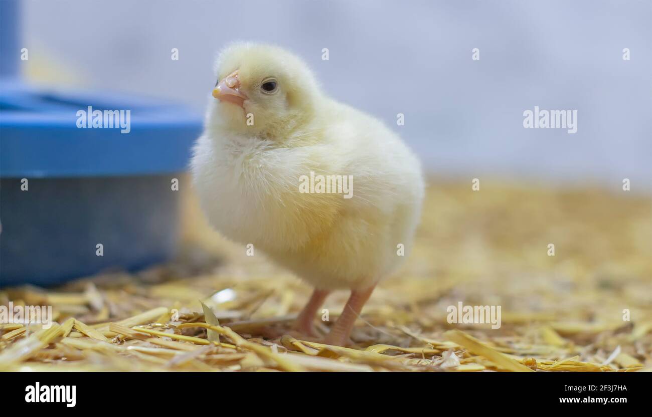 Baby Broiler Huhn in einem Käfig in der Nähe der Futterstelle. Selektiver Fokus Stockfoto