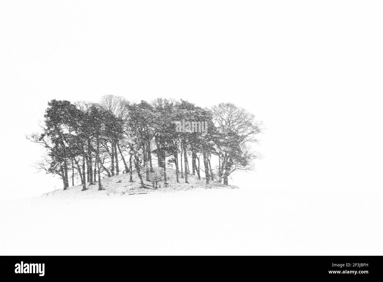 Eine Winterlandschaft von Bäumen auf einem Hügel mit Weiß Hintergrund Stockfoto