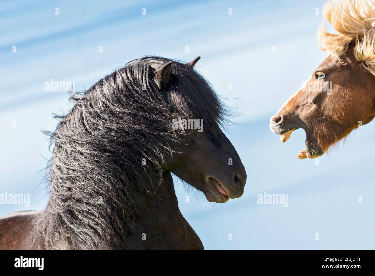 Isländisches Pferd. Eine Stute lehnt einen Hengst ab. Island Stockfoto