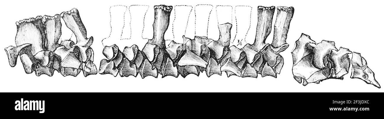 Teil der Wirbelsäule des fossilen Batrachians. Stockfoto