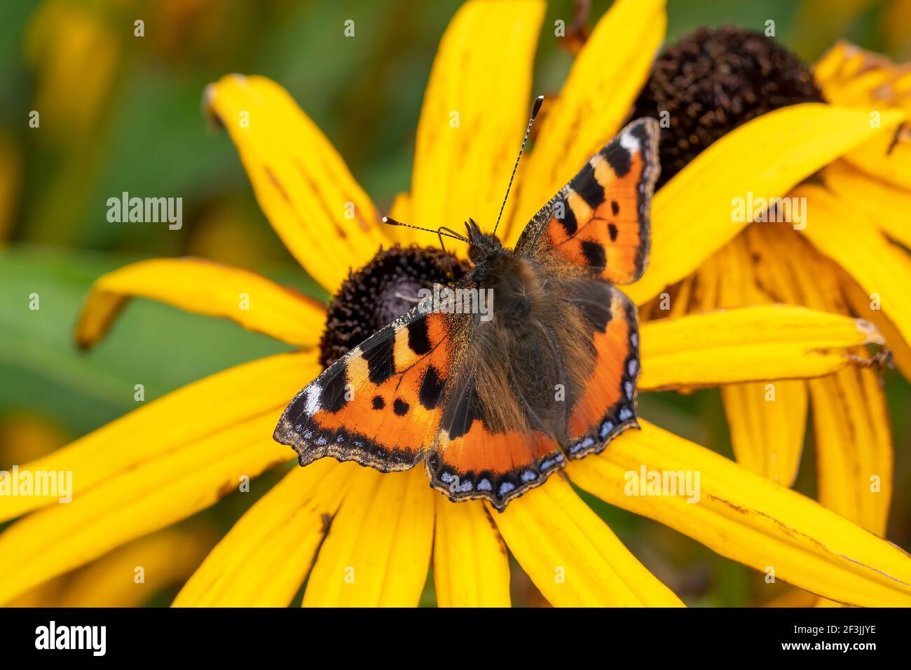Kleiner Schildpatt-Schmetterling (Aglais urticae) mit ausgestreckten Flügeln, die auf einer Rudbeckia Black Eyed Susan Blume ruhen, Stock Foto Bild Stockfoto