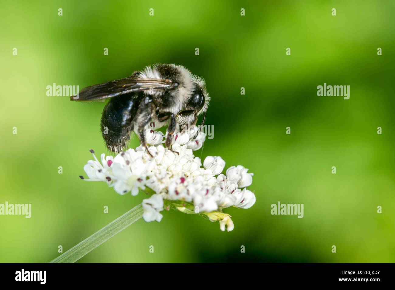 Aschebiene (Andreno cineraria) eine einsame schwarz-weiße Hummel fliegendes Insekt, Stock Foto Bild Stockfoto