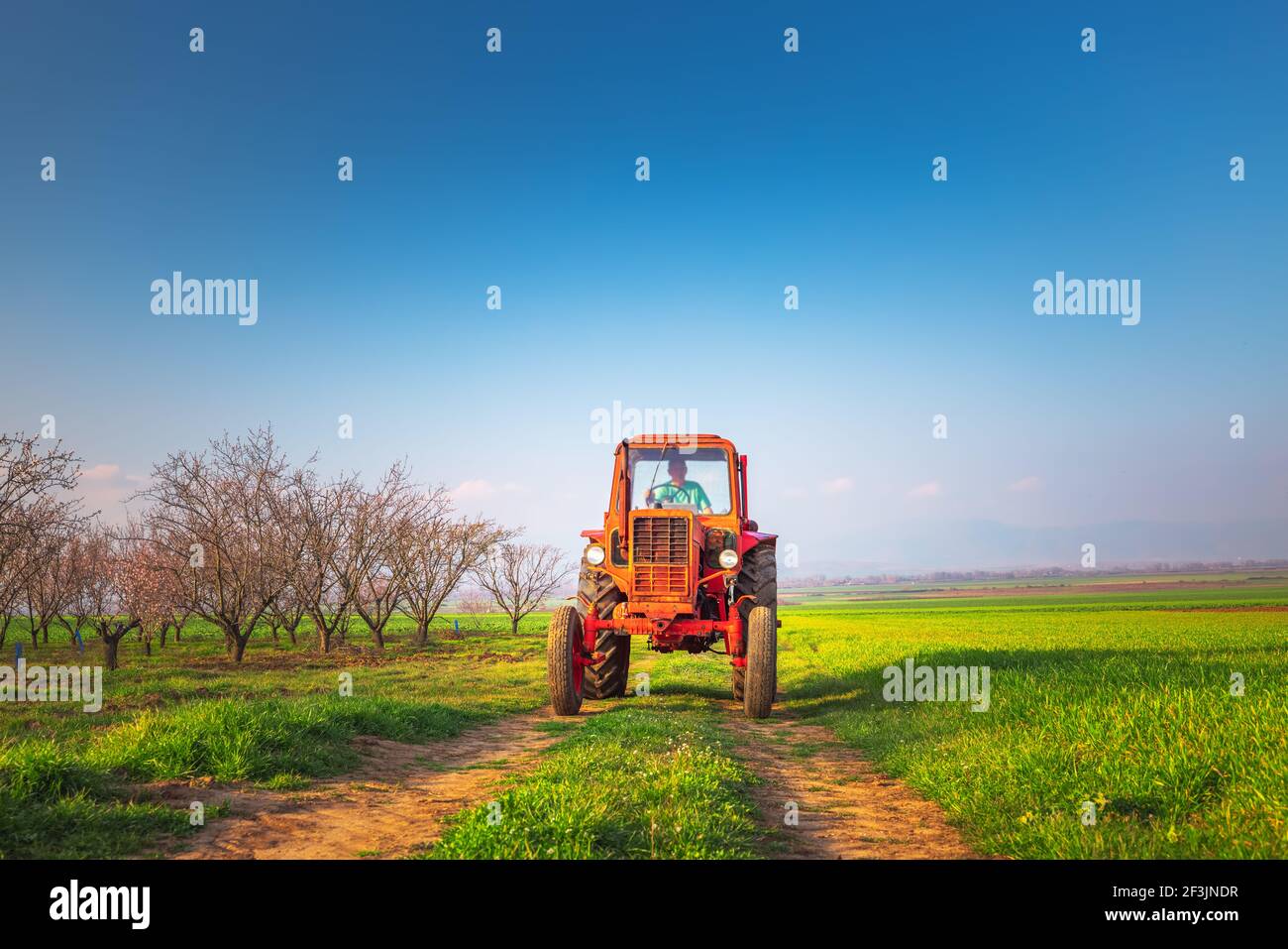 Traktor düngt Weizenfeld Stockfoto