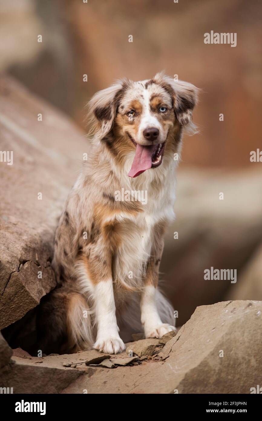 Miniatur Australian Shepherd. TErwachsener Hund sitzt auf Felsbrocken. Deutschland Stockfoto