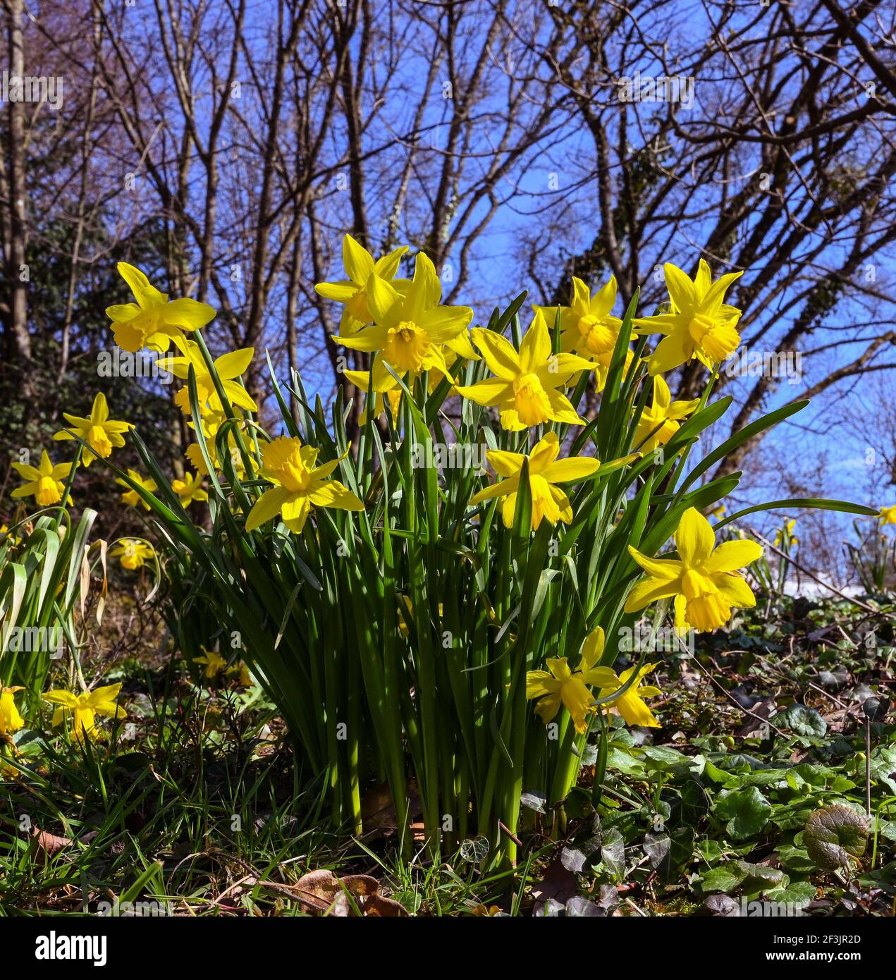 Früh blühende Narzisse. Baden Baden, Deutschland, Europa Stockfoto