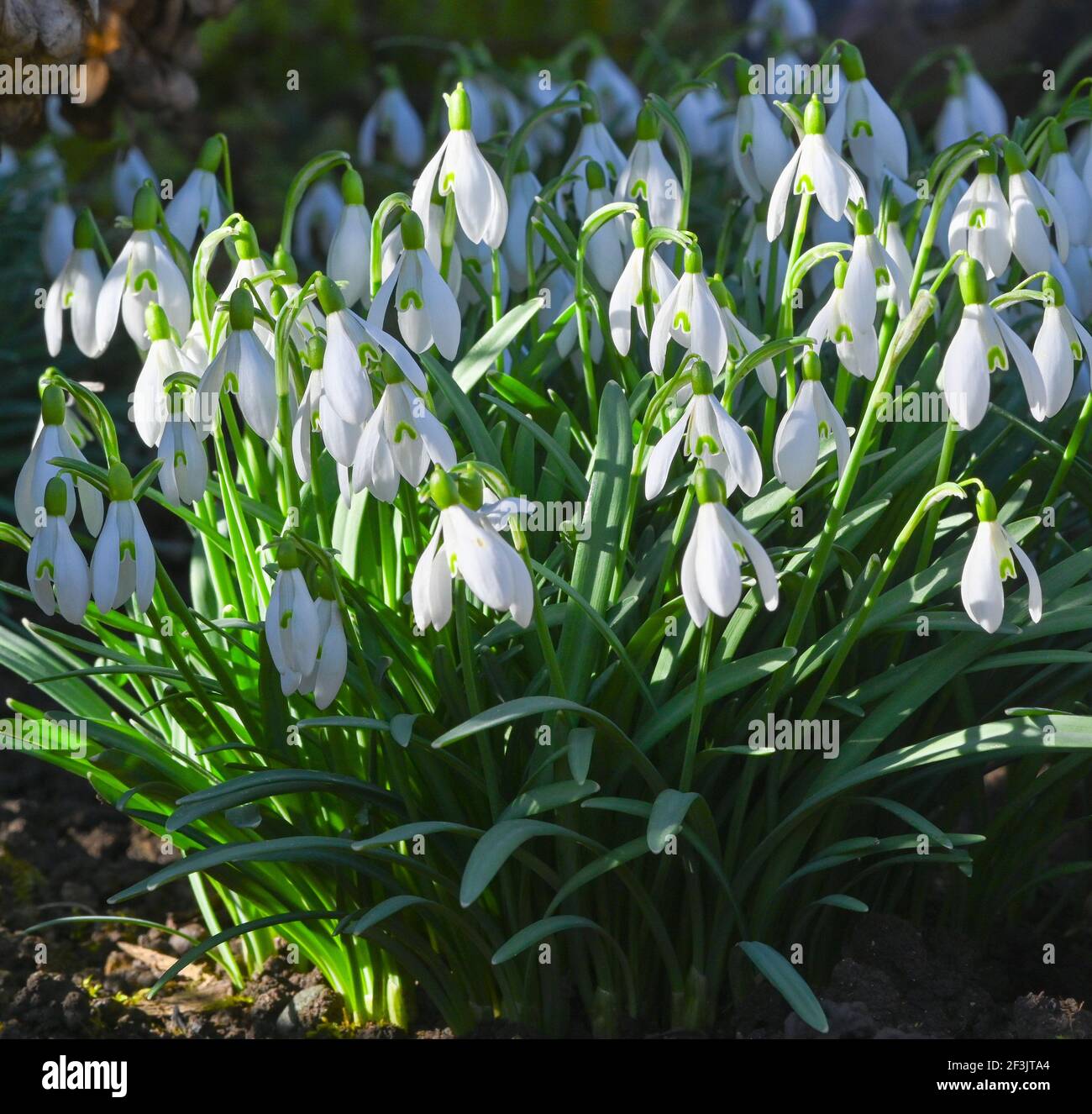 Wunderschöne Schneeglöckchen im Kurpark Baden Baden. Baden Württemberg, Deutschland Stockfoto
