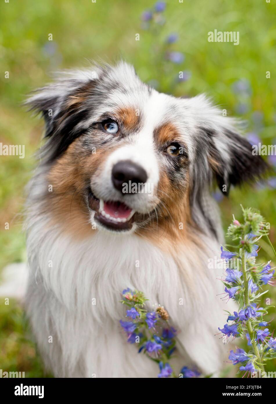 Miniatur Australian Shepherd. Porträt eines erwachsenen Hundes mit verschiedenen farbigen Augen. Deutschland Stockfoto
