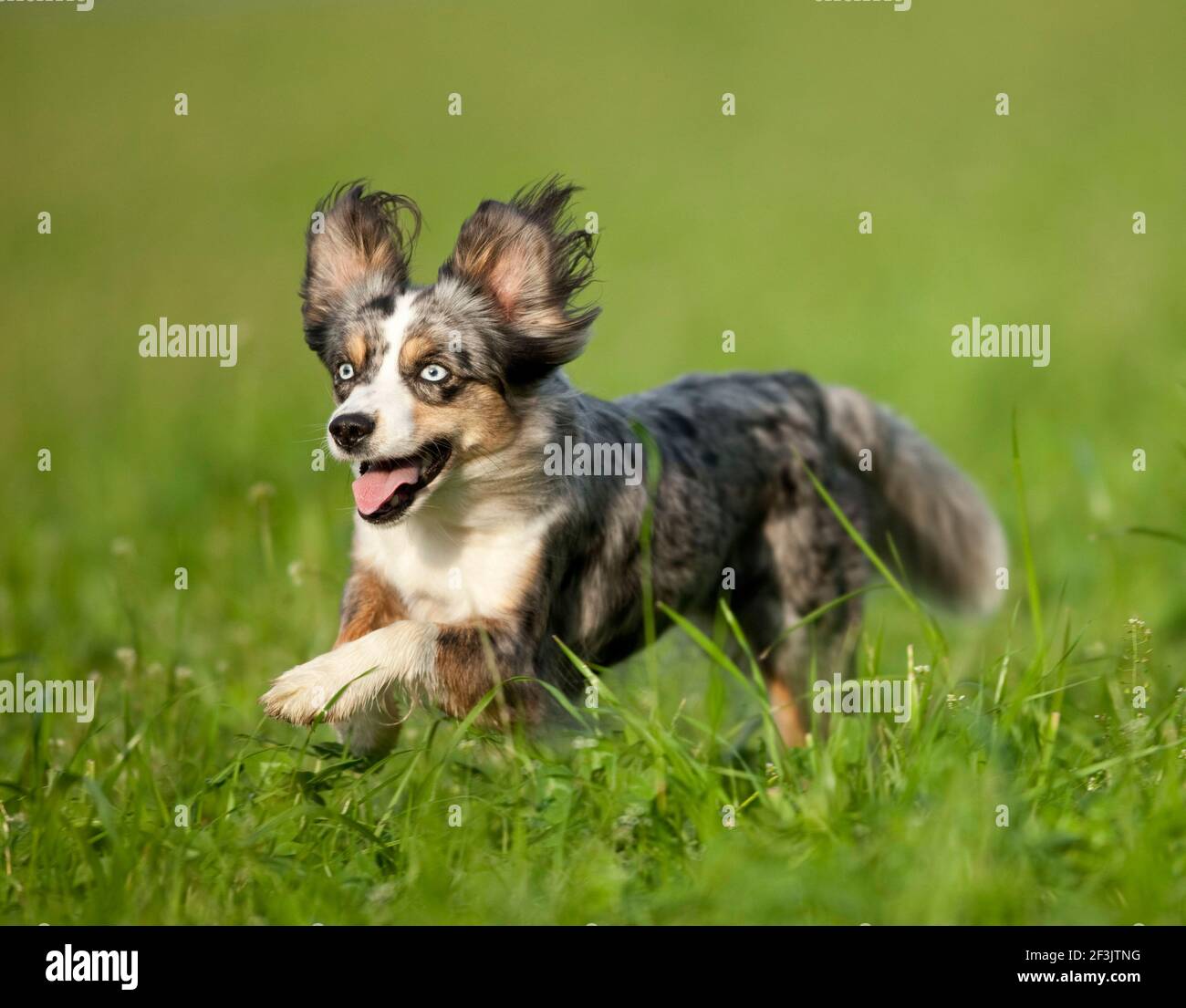 Miniatur Australian Shepherd. Erwachsener läuft auf einer Wiese. Deutschland Stockfoto