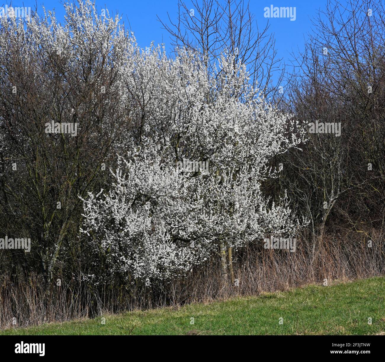 dichte hecke stockfotos und bilder kaufen alamy