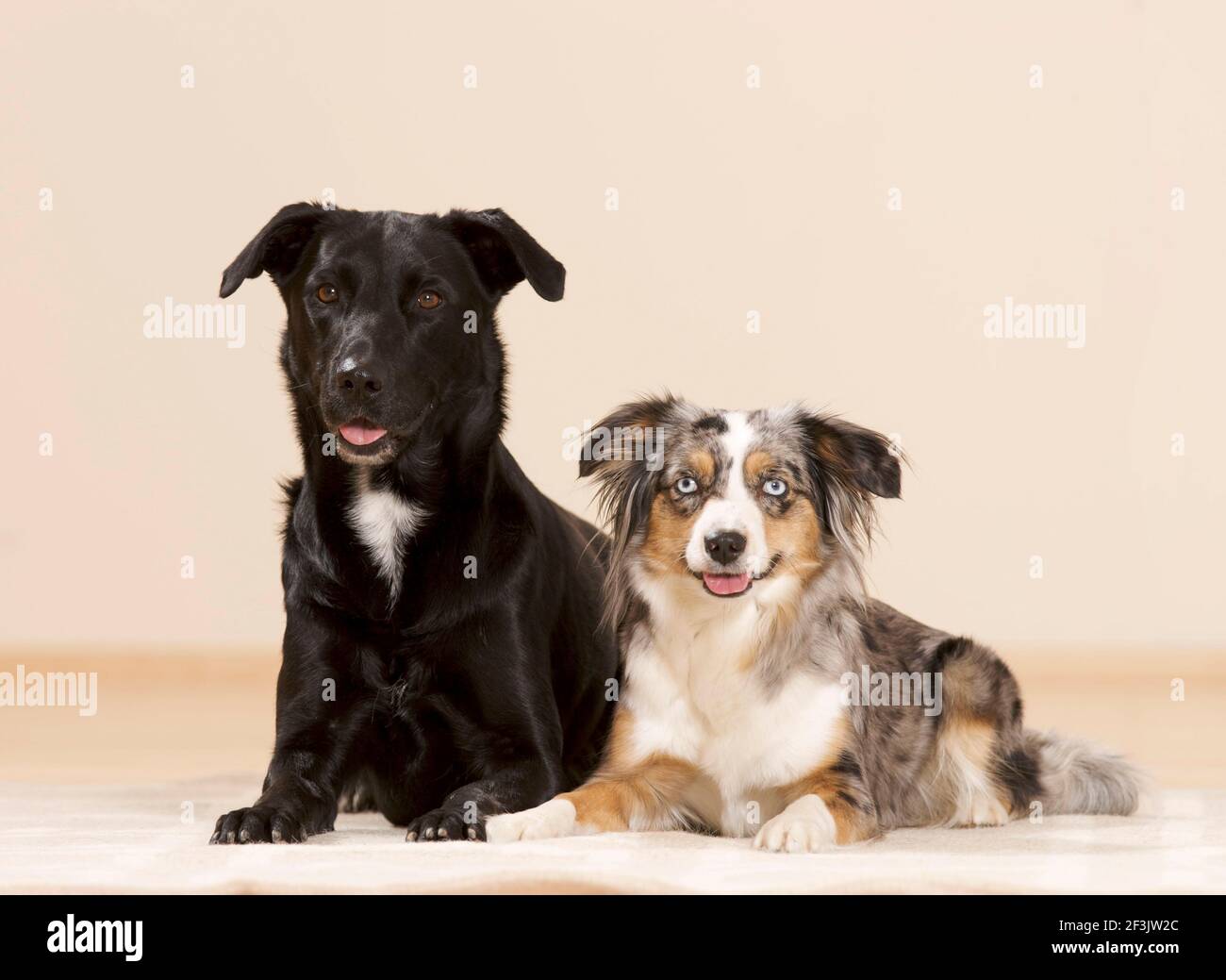 Mini Australian Shepherd und Mongrel. Zwei Erwachsene Hunde liegen auf einem Teppich. Deutschland... Stockfoto