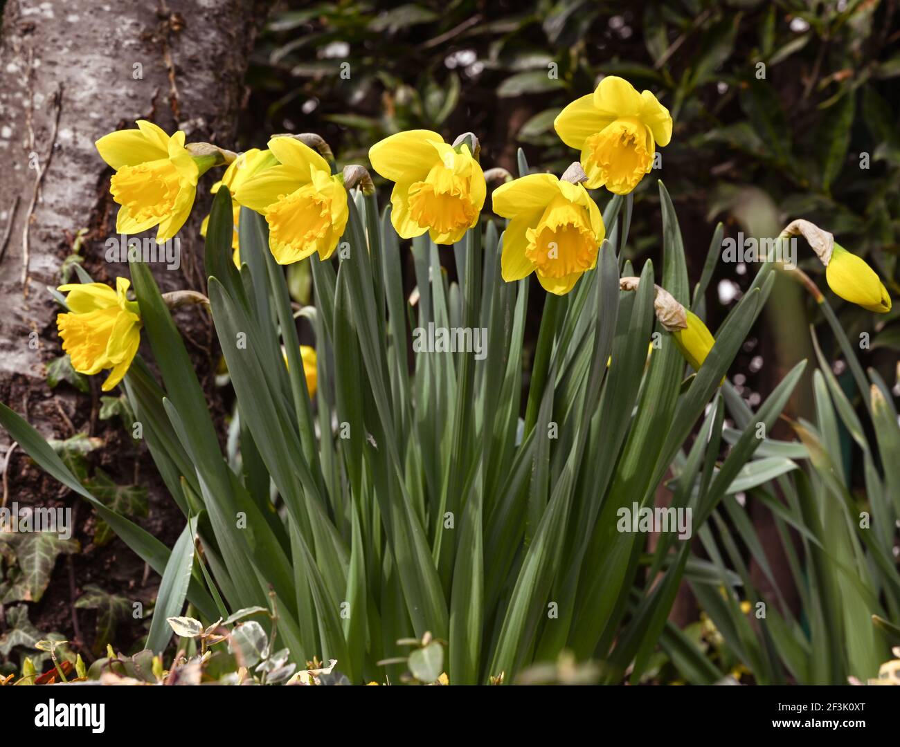 Früh blühende Narzisse. Baden Baden, Deutschland, Europa Stockfoto