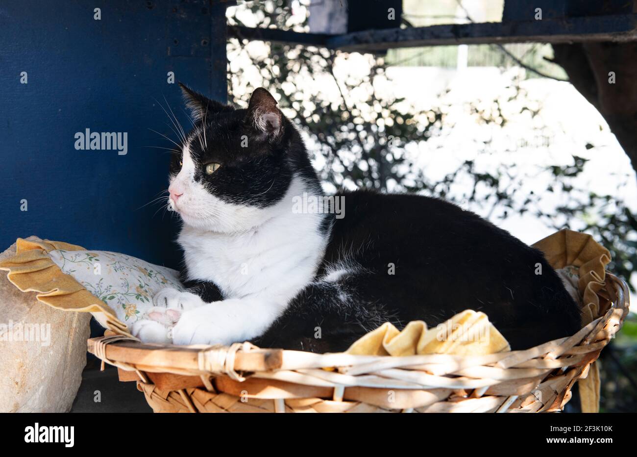 Maltesische Katzen. Straßenkatzen in Malta. Lokale Räte kümmern sich um Straßenkatze Orte zum Leben und Füttern arrangieren. Stockfoto