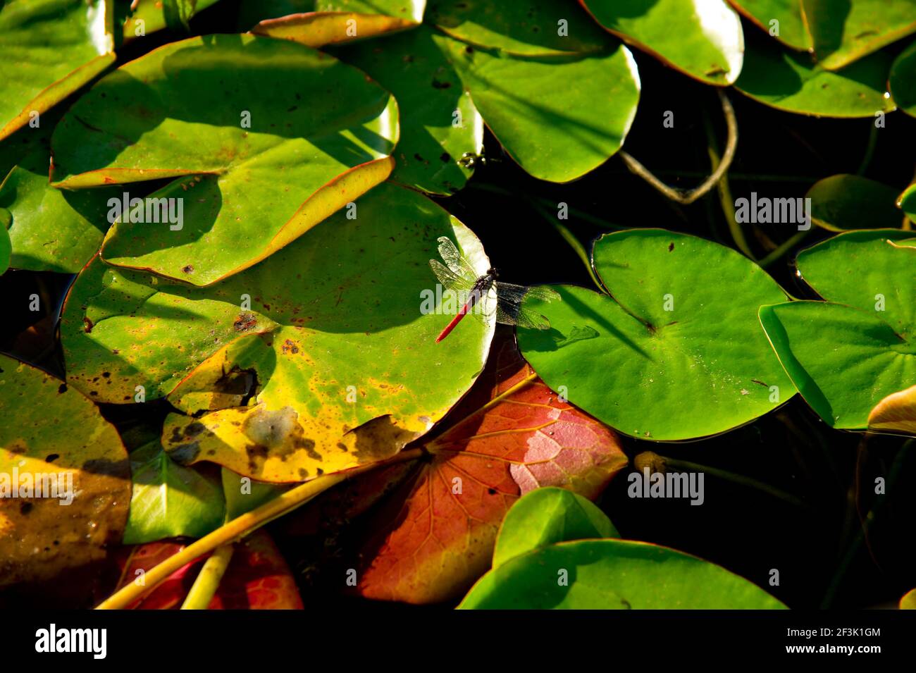 Naturschutzgebiet Ibera, Colonia Carlos Pellegrini, Corrientes, Argentinien Stockfoto