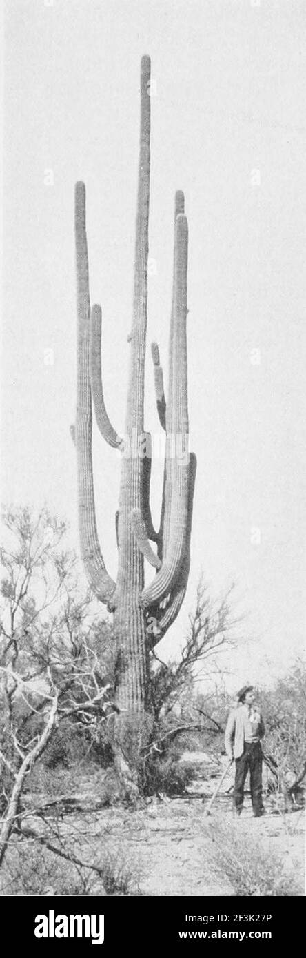 Riesiger Kaktus cereus giganteus. Stockfoto