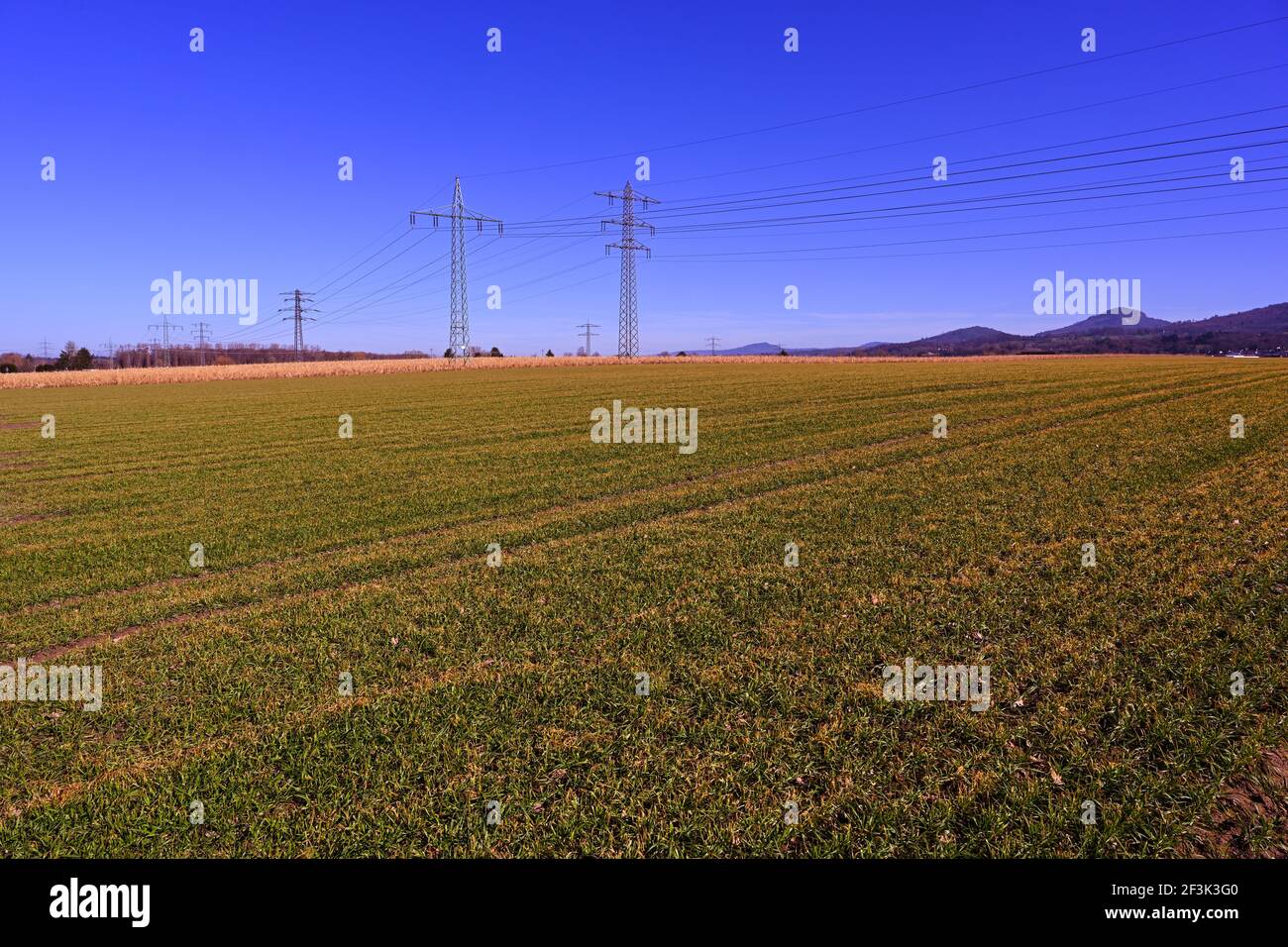 Feld mit frisch gesät Winterweizen in Baden Württemberg, Deutschland, Europa Stockfoto