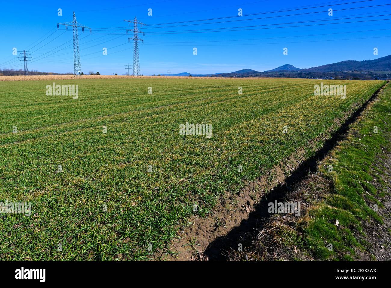 Feld mit frisch gesät Winterweizen in Baden Württemberg, Deutschland, Europa Stockfoto