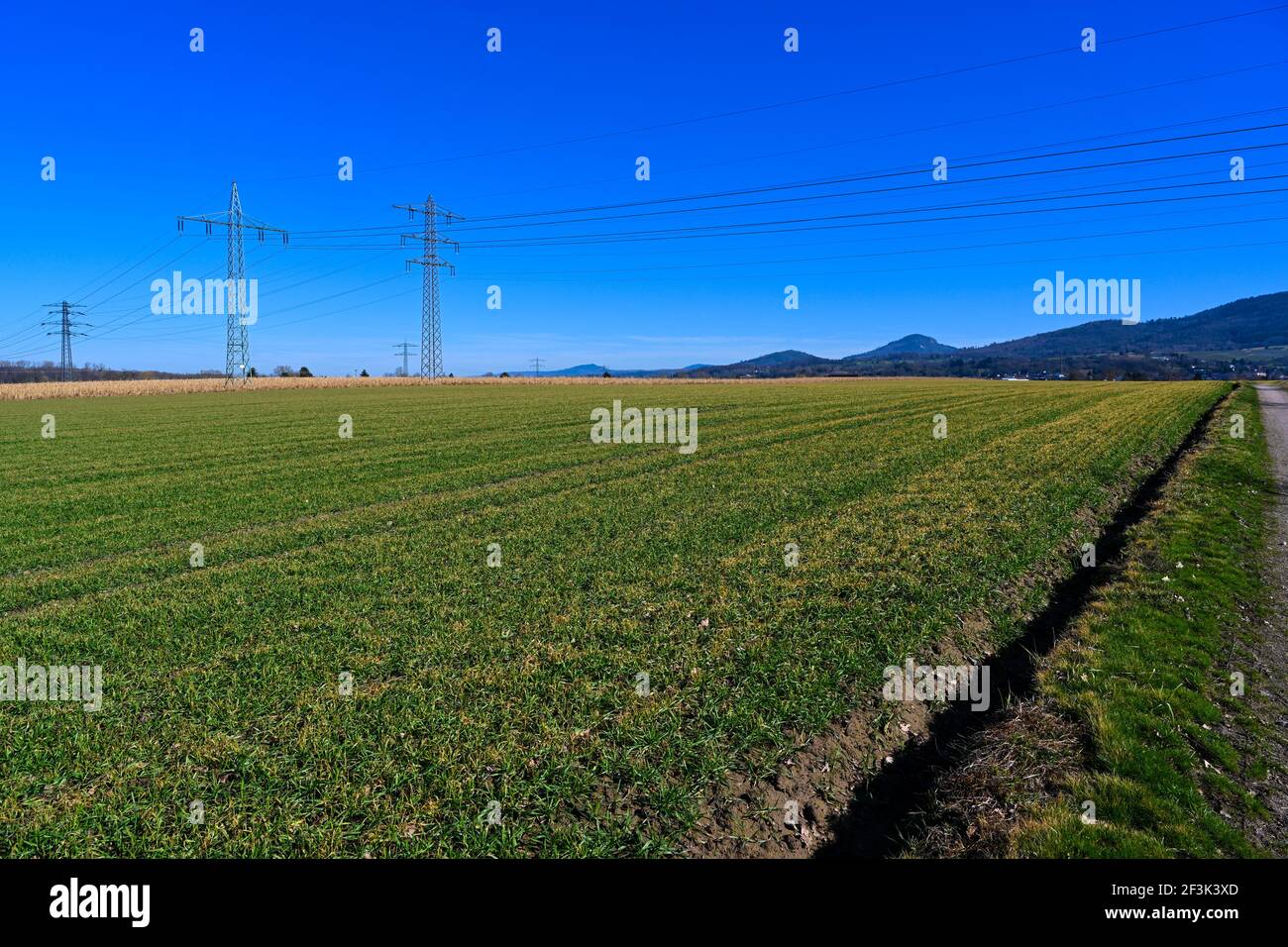 Feld mit frisch gesät Winterweizen in Baden Württemberg, Deutschland, Europa Stockfoto