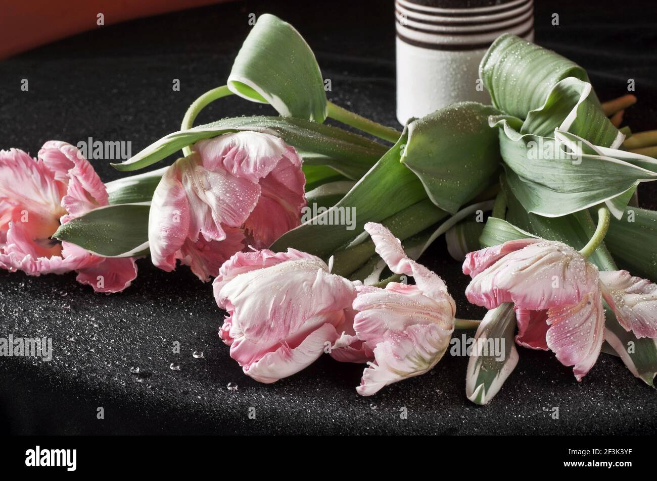 Taufige rosa Tulpen liegen auf schwarzem Samt mit Wassertropfen, gestreifte Vase auf Hintergrund. Stockfoto