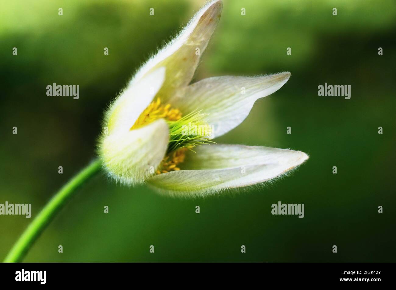 Helleborus weiße Knospe (oft als Weihnachtsrose bezeichnet), Nahaufnahme auf grünem verschwommenem Hintergrund. Stockfoto