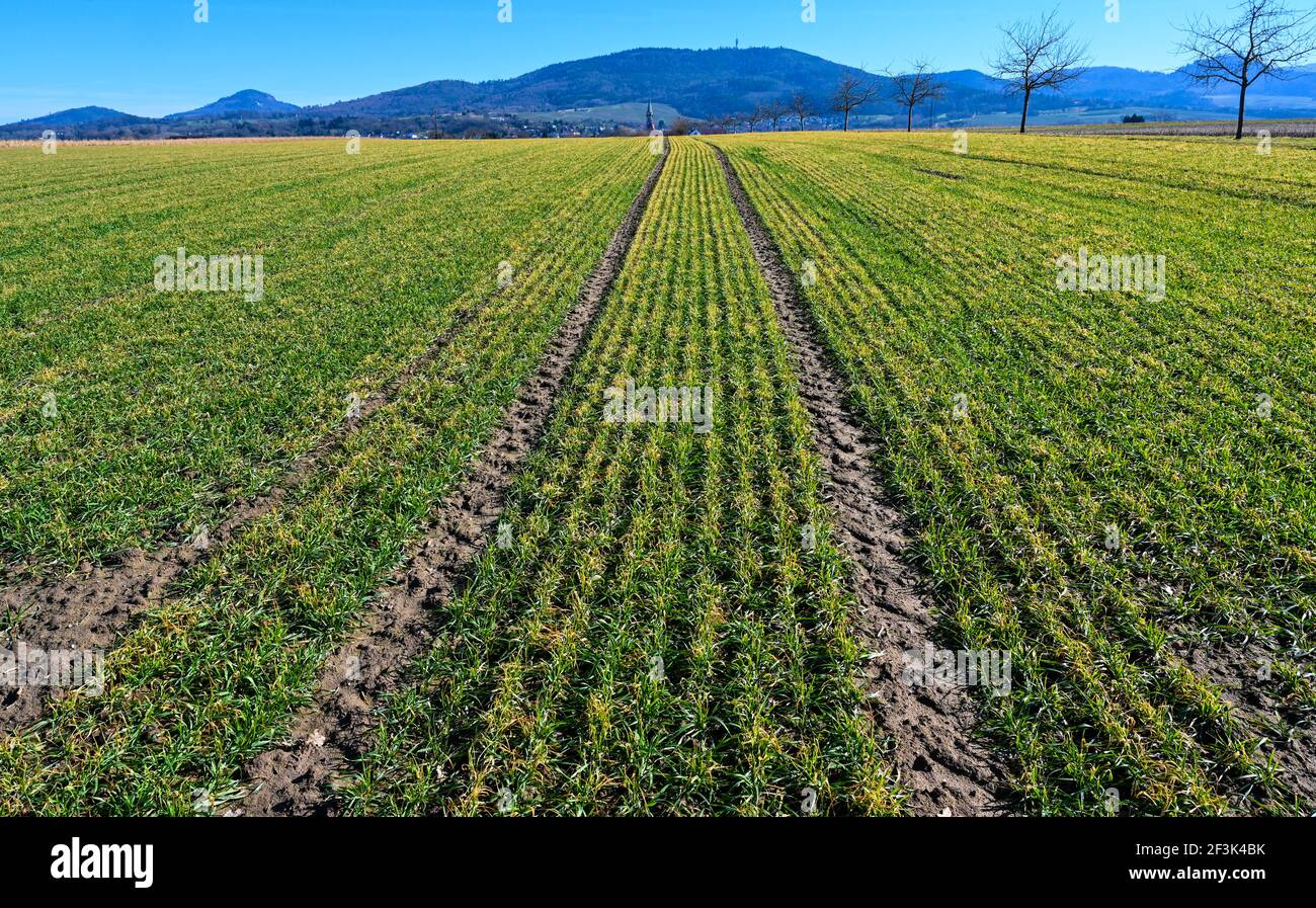 Feld mit frisch gesät Winterweizen in Baden Württemberg, Deutschland, Europa Stockfoto