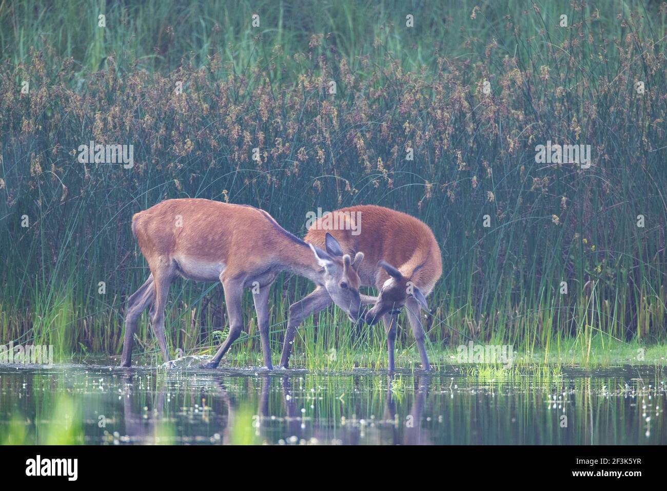 Rothirsch (Cervus elaphus). Ein junger Hirsch sieht Kontakt zu einem Hinterbeinen. Deutschland Stockfoto
