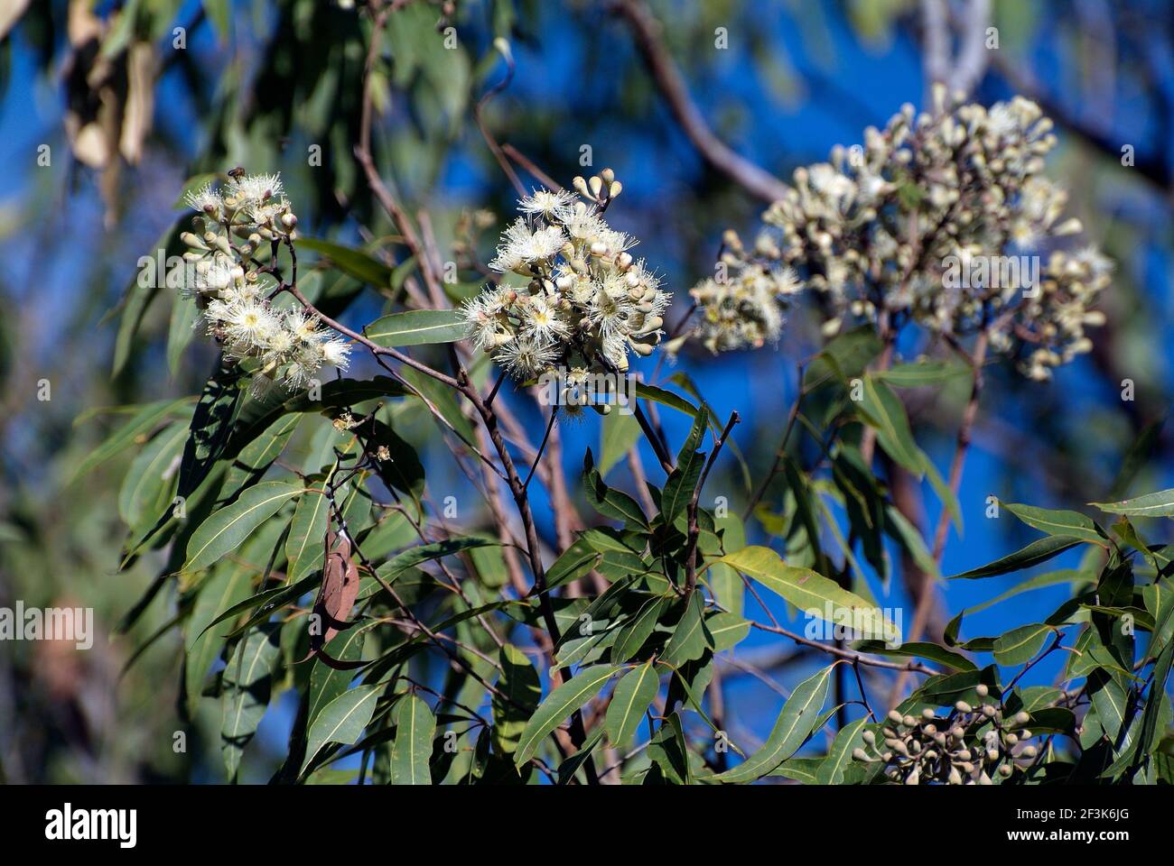 Australien, weiß blühender Eukalyptusbaum Stockfoto