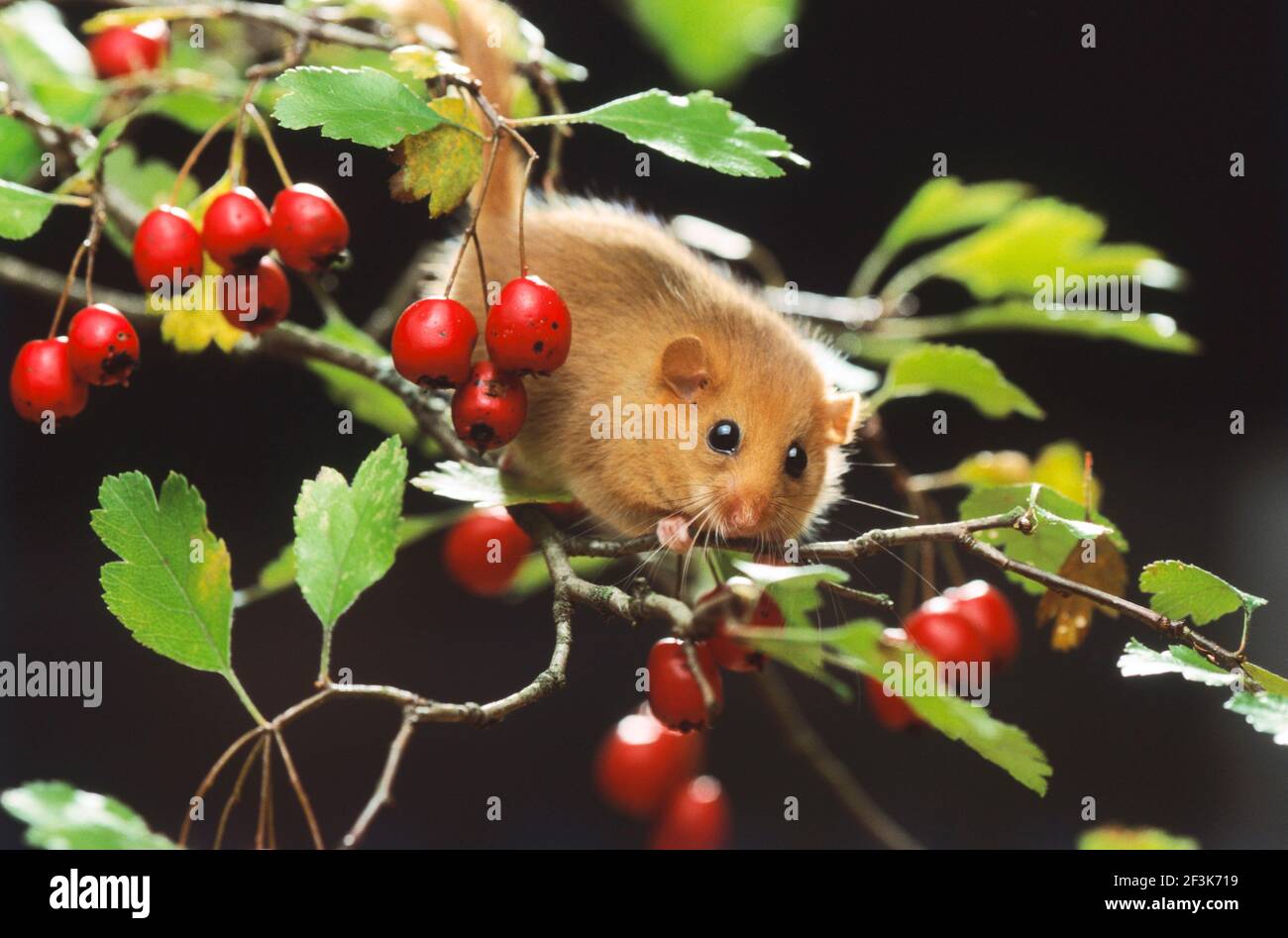 Dormouse, Hazel Dormouse (Muscardinus avellanarius) Klettern in Hawthorn. Deutschland Stockfoto