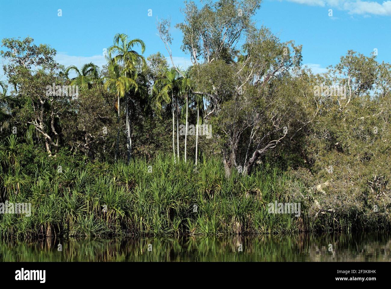 Australien, Pinien und Eukalyptusbäume in Yellow Water, Kakadu National Park Stockfoto