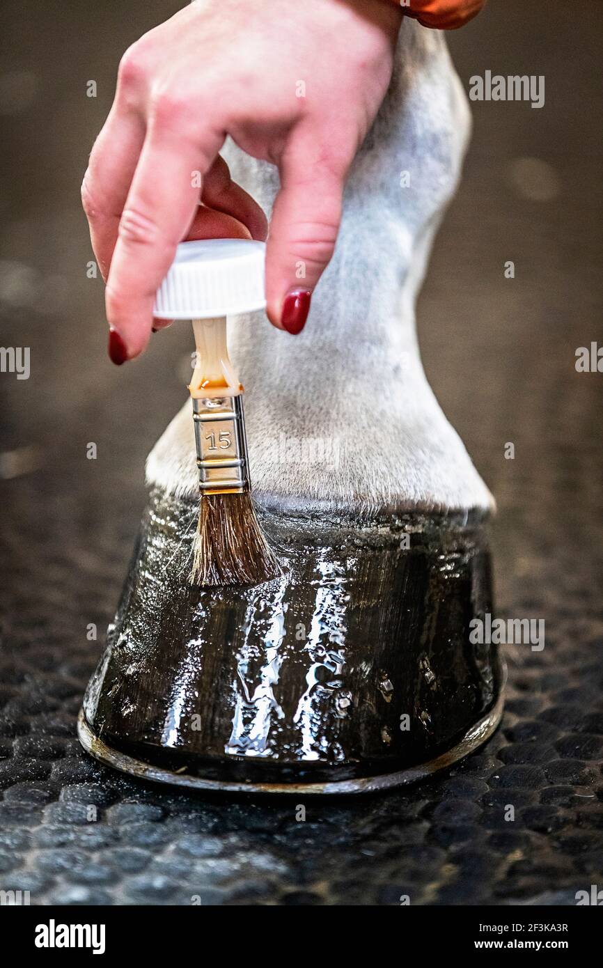 Hauspferd. Huföl wird auf einen Hufs aufgetragen. Deutschland Stockfoto