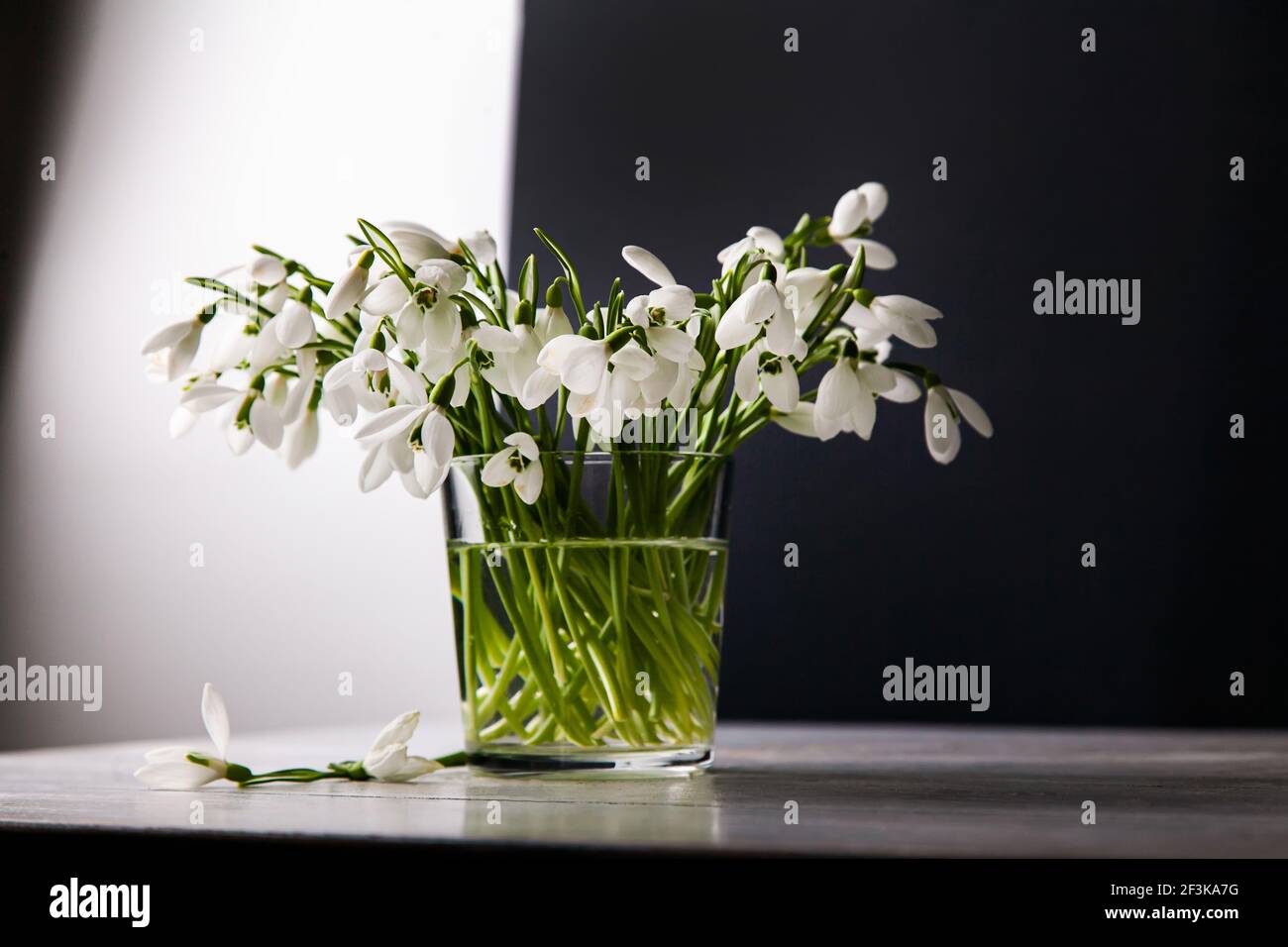 Bouquet von weißen Schneeglöckchen Galanthus nivalis im Glas auf dunklen Tönen auf Holzgrund, Stillleben in vorgetäuschter Unachtsamkeit. Stockfoto