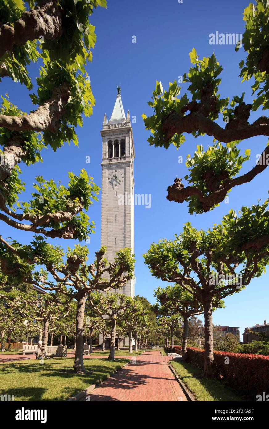 Campanile (Sather Tower) Berkeley, Kalifornien, USA Stockfoto