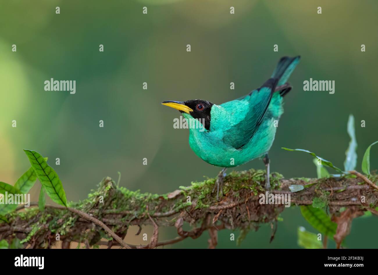 Grüner Honigkriechler auf einer Zweigstelle in Boca Tapada, Laguna de Lagarto Lodge, Costa Rica Stockfoto