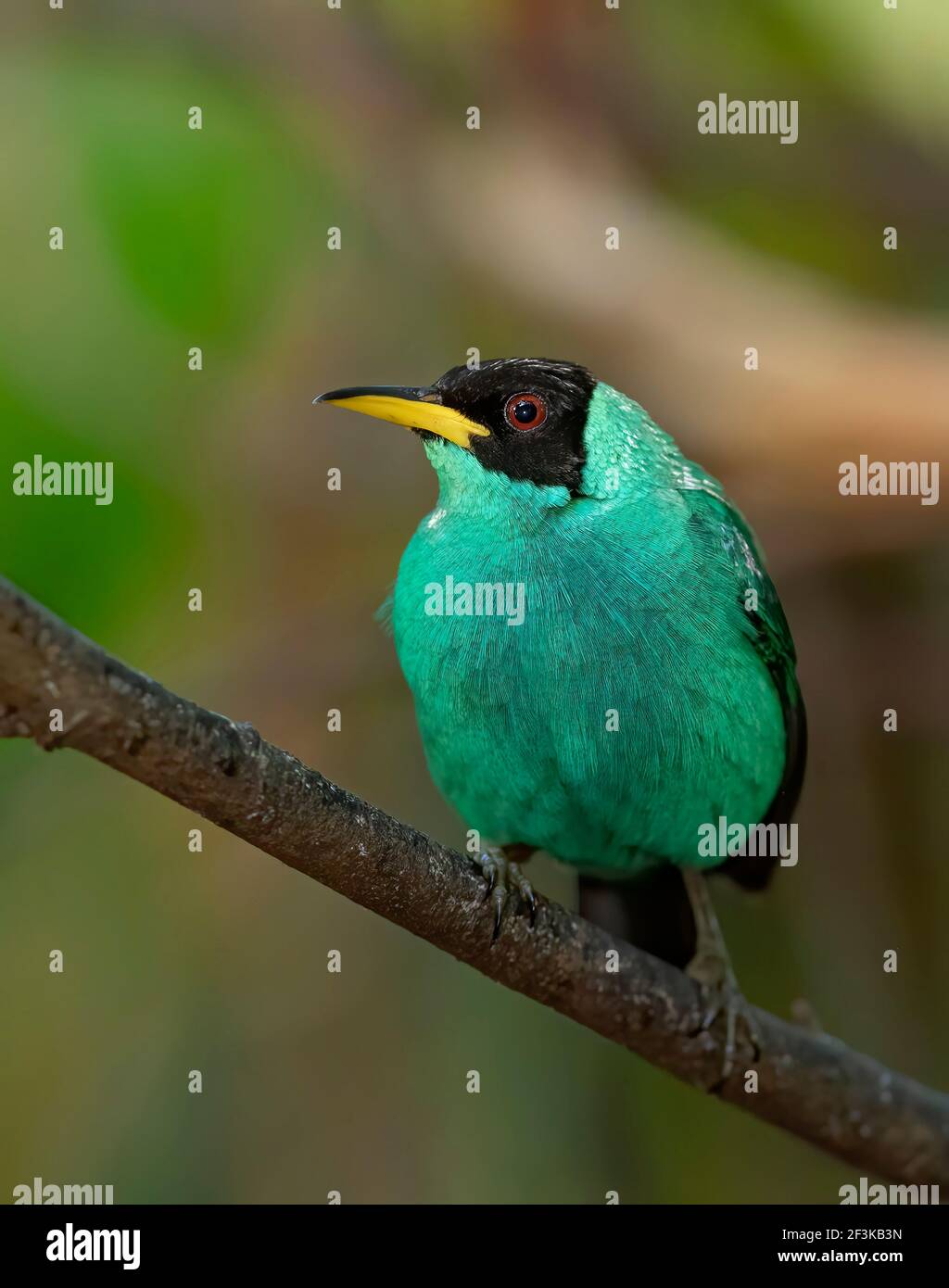Grüner Honigkriechler auf einer Zweigstelle in Boca Tapada, Laguna de Lagarto Lodge, Costa Rica Stockfoto
