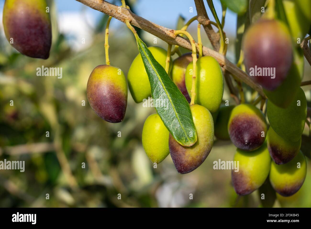 Kalamata Oliven auf einem Baum Zweig in einem Sommer Obstgarten  Stockfotografie - Alamy