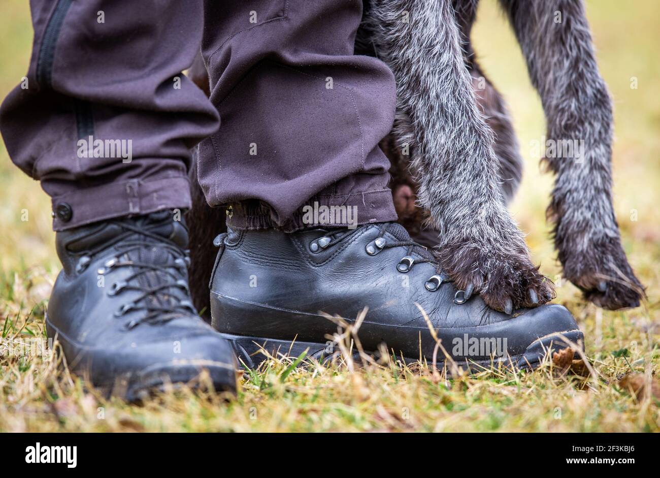 Jabel, Deutschland. März 2021, 17th. Suchhund Falke steht mit seinen Vorderpfoten auf den Schuhen seines Besitzers Carlo Wichmann während des Suchtrainings. Carlo wurde als Kadaver-Suchhund im Kampf gegen die Afrikanische Schweinepest ausgebildet. Insgesamt neun Tiere und ihre Handler wurden seit Februar 2021 in einem zweiten Lehrgang für die spezielle Sucharbeit ausgebildet. Quelle: Jens Büttner/dpa-Zentralbild/dpa/Alamy Live News Stockfoto