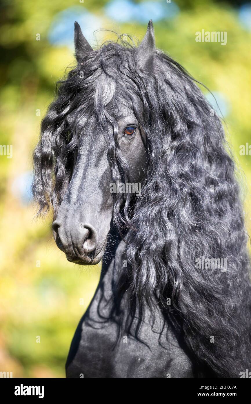 Friesisches Pferd. Porträt des schwarzen Hengstes. Schweiz Stockfoto