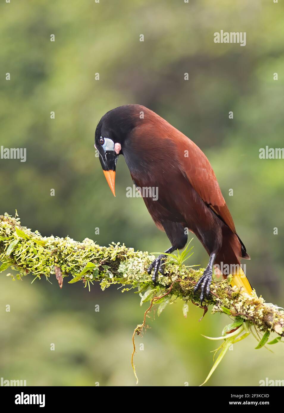 Montezuma Oropendola (Psarocolius montezuma) isoliert vor einem grünen Hintergrund Nahaufnahme, Boca Tapada, Laguna de Lagarto Lodge, Costa Rica Stockfoto