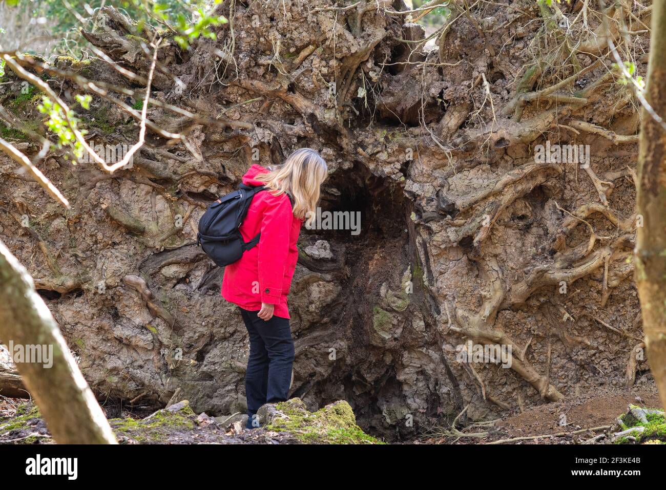 Frau, die große Wurzeln eines gefallenen Baumes betrachtet Stockfoto