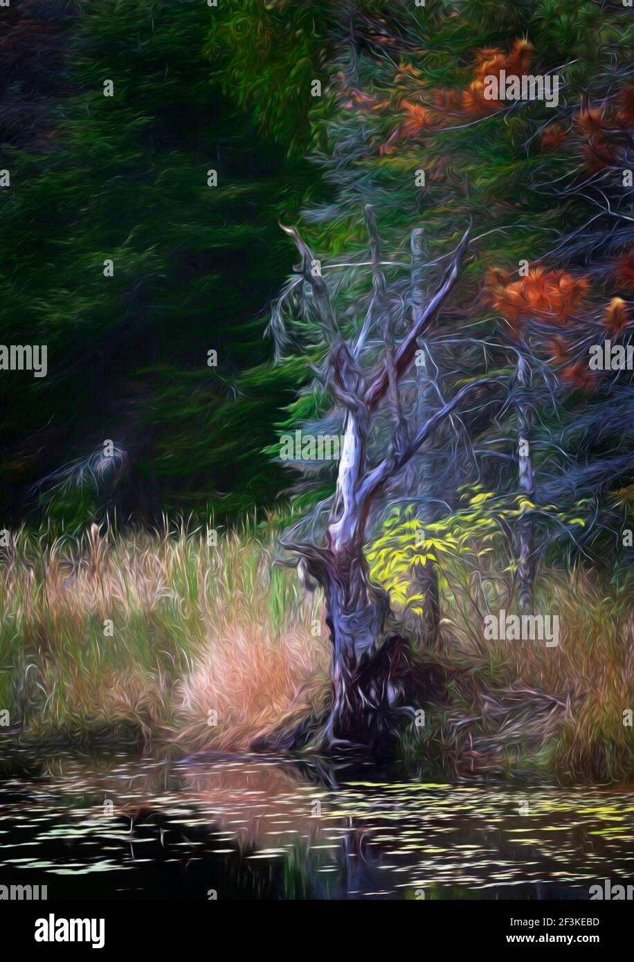 Ein schöner Baum an den Ufern eines Sumpfes im Herbst im Algonquin Park, Kanada Stockfoto