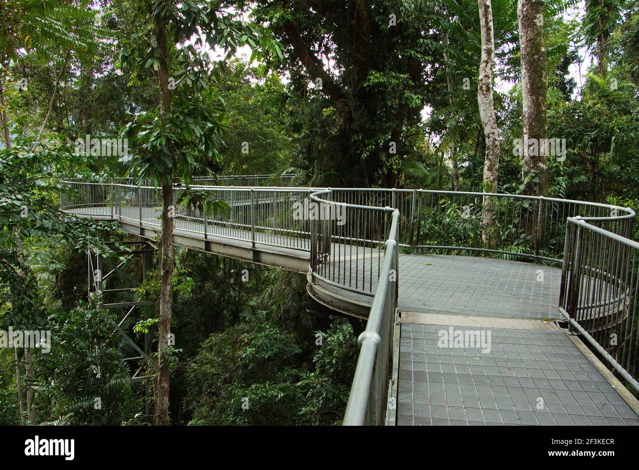 Mamu Rain Forest Canopy Walkway im Wooroonooran National Park, Queensland, Australien Stockfoto