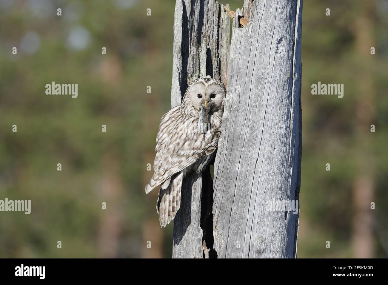 Ural Owl - Weibchen bringen Nahrung zu Nest Strix uralensis Finnland BI014337 Stockfoto