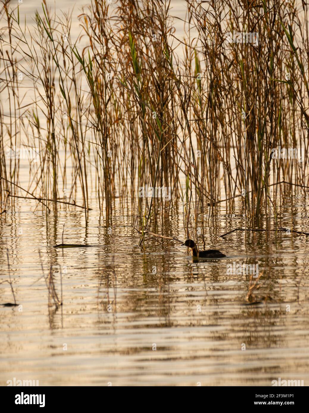 Silhouette eines kleinen Grebe (Tachybaptus ruficollis), schwimmend in einem See und unter Schilf. Stockfoto Silhouette eines kleinen Grebe (Tachybaptus ruficollis), schwimmend in einem See und unter Schilf. Stockfoto