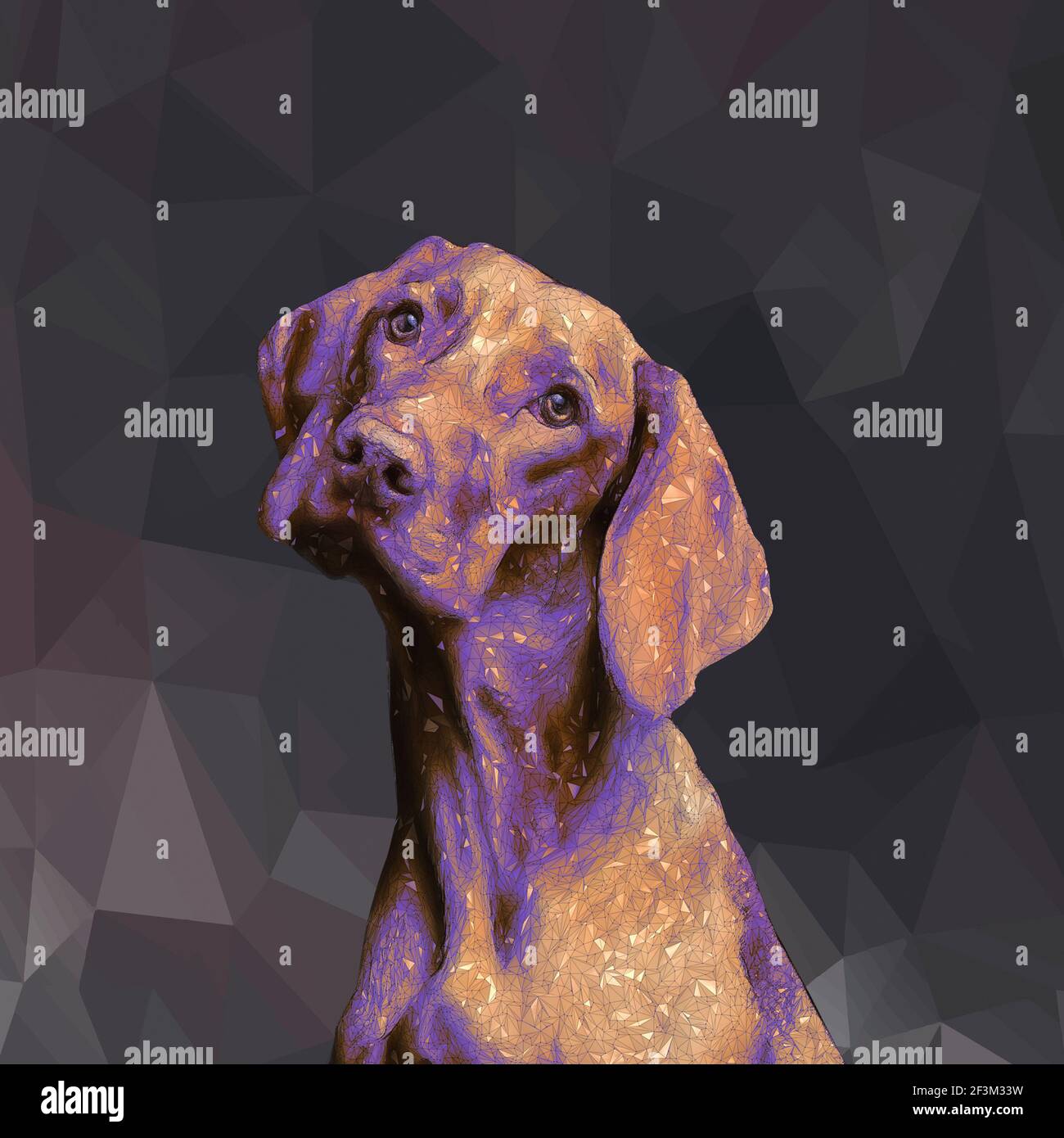Illustrierte Bulldogge mit Polygonen Stockfoto