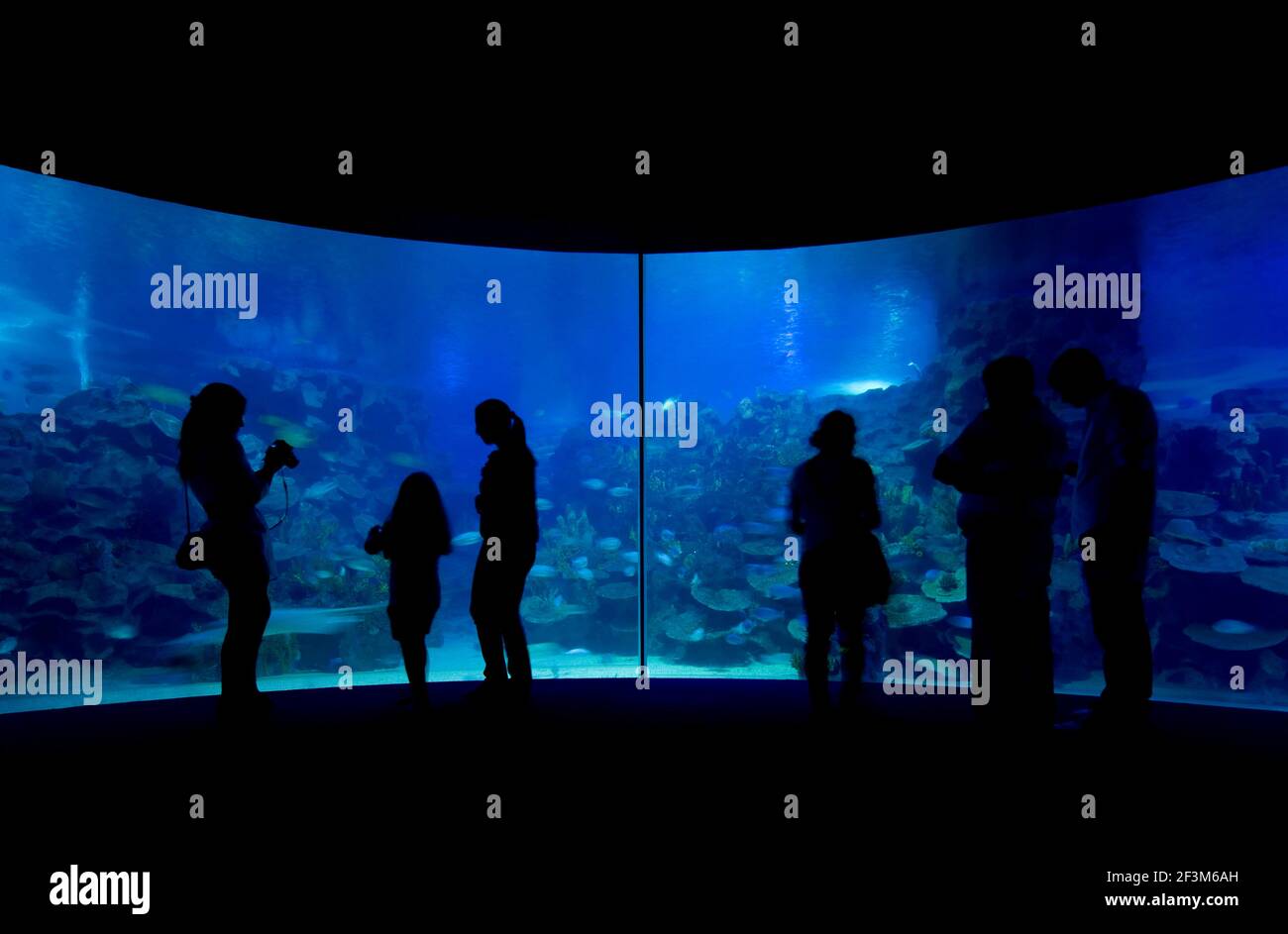 Fischbecken im Einkaufszentrum, Liverpool One, Liverpool, Merseyside, England, VEREINIGTES KÖNIGREICH, Stockfoto